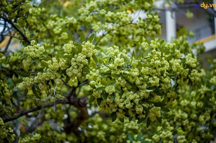 Tổng hợp hình nền hoa sữa đẹp thơ mộng ngây ngất lòng người