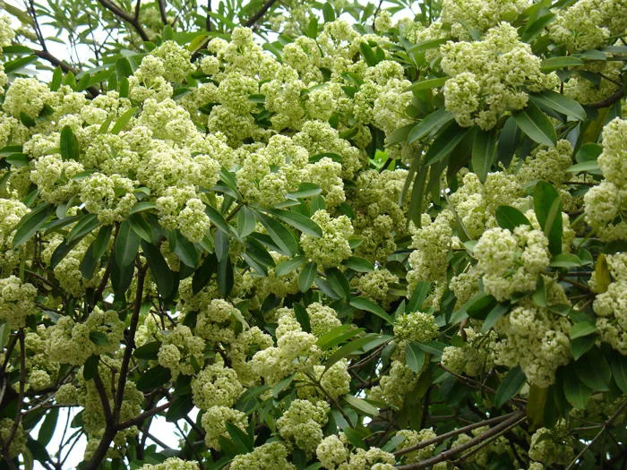 Hoa sữa - thông tin chi tiết, báo giá, quy cách câyCây hoa sữa -  vingarden.vn