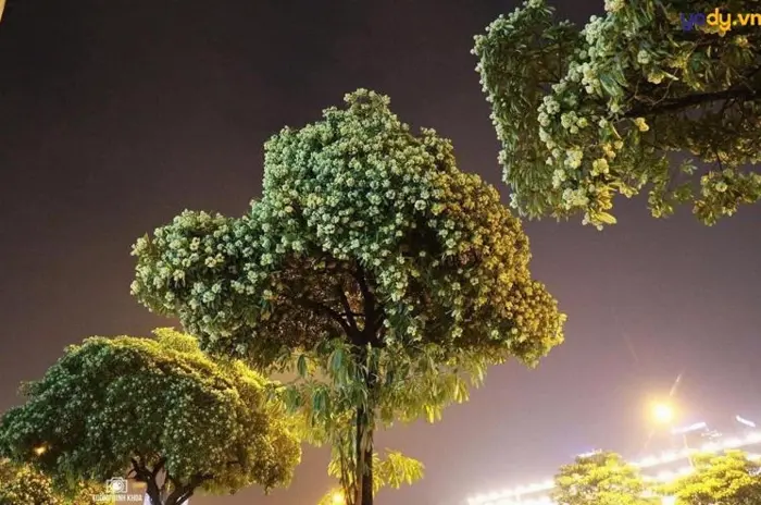 Tổng hợp hình nền hoa sữa đẹp thơ mộng ngây ngất lòng người