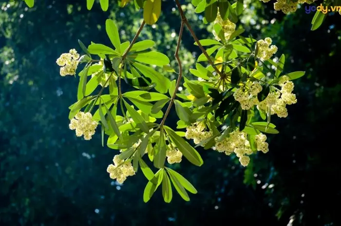 Tổng hợp hình nền hoa sữa đẹp thơ mộng ngây ngất lòng người