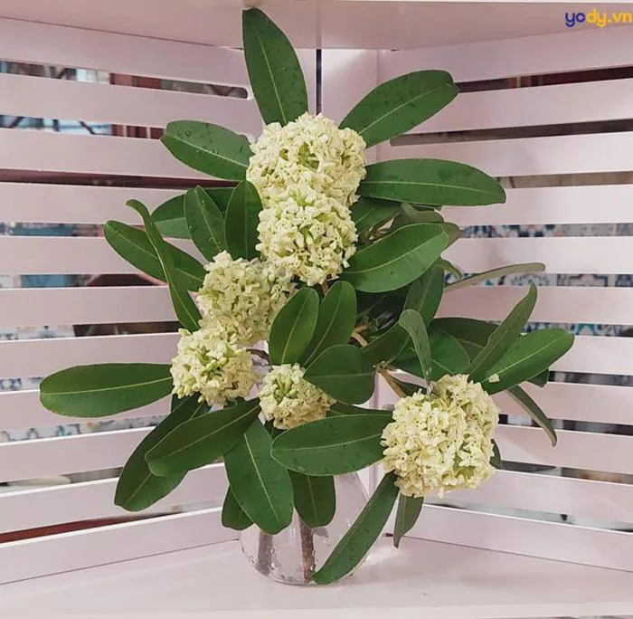 50+ Hình ảnh hoa sữa đẹp nhất nồng nàn giữa trời thu Hà Nội | Yody