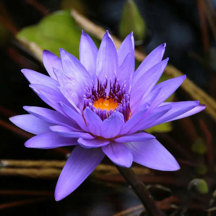 Cây Hoa Súng