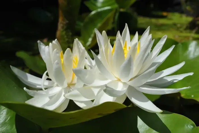 Bộ sưu tập 70 ảnh background hoa súng chất lượng full HD