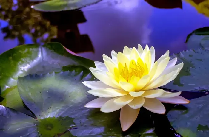 Bộ sưu tập 70 ảnh background hoa súng chất lượng full HD