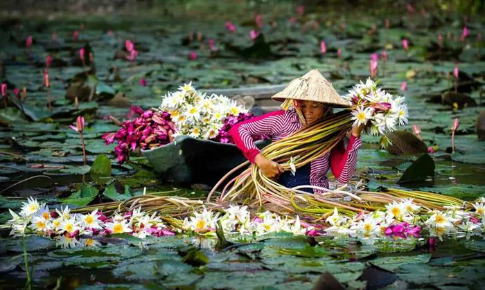 Bông súng trên đồng lũ và nét đẹp đậm hồn quê | Top Go Tourist