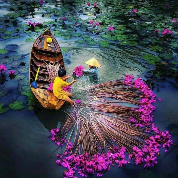Hình ảnh hoa súng tím tuyệt đẹp