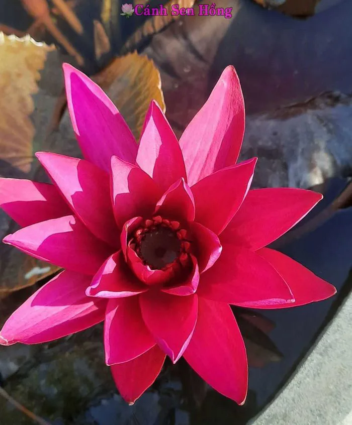 Hoa súng Mỹ Hoa súng Mỹ