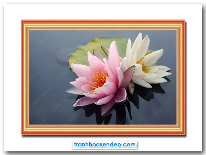 Tranh hoa súng hồng và hoa súng trắng đẹp SEN15286 Tranh hoa súng hồng và hoa súng trắng đẹp SEN15286