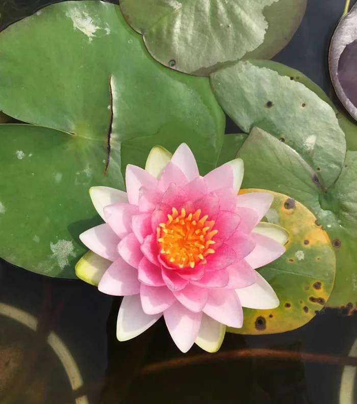 Cây hoa súng - Cây cảnh Huế - Công ty TNHH Huế Bốn Mùa Hoa Cây hoa súng - Cây cảnh Huế - Công ty TNHH Huế Bốn Mùa Hoa