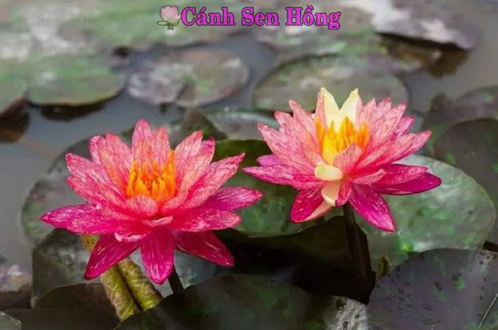 Hoa súng Thái wansiva đột biến Hoa súng Thái wansiva đột biến