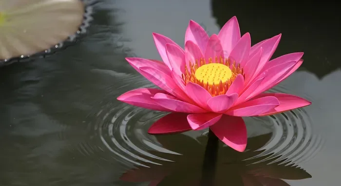 Tải miễn phí Hoa Súng Hồng Thanh Bình Nổi Trên Mặt Ao Tĩnh Lặng Với Những Gợn Sóng Và Hình ảnh Phản Chiếu. Nền | JPG chuyên nghiệp - Pikbest Tải miễn phí Hoa Súng Hồng Thanh Bình Nổi Trên Mặt Ao Tĩnh Lặng Với Những Gợn Sóng Và Hình ảnh Phản Chiếu. Nền | JPG chuyên nghiệp - Pikbest