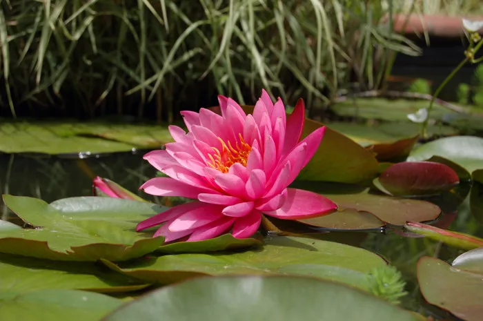 hình ảnh : cây bông súng, Hồng, màu xanh lá, thiên nhiên, Lily pad, Nước, ao, Cánh hoa, ngoài trời, fragrant white water lily, Nhà máy thuỷ sản, Hoa sen thiêng, Gia hình ảnh : cây bông súng, Hồng, màu xanh lá, thiên nhiên, Lily pad, Nước, ao, Cánh hoa, ngoài trời, fragrant white water lily, Nhà máy thuỷ sản, Hoa sen thiêng, Gia