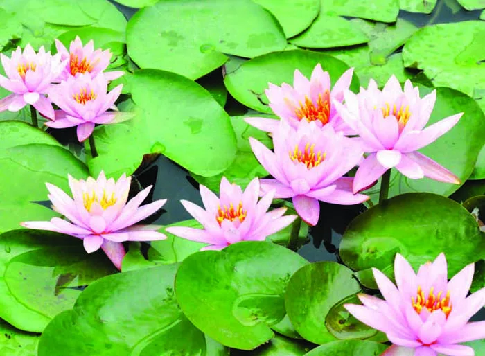 hình ảnh hoa súng hình ảnh hoa súng