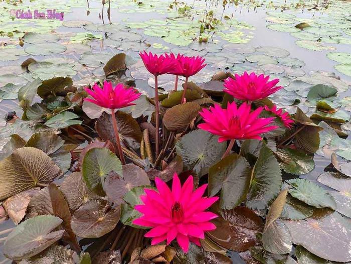 Hoa súng Mỹ Hoa súng Mỹ