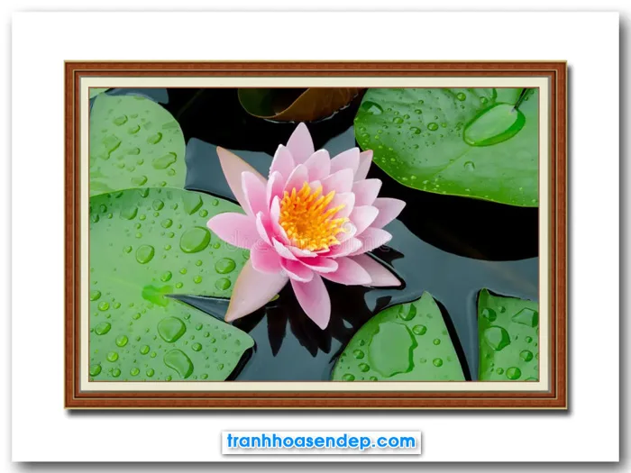 Tranh hoa súng hồng trong đầm nước đẹp SEN50740 Tranh hoa súng hồng trong đầm nước đẹp SEN50740