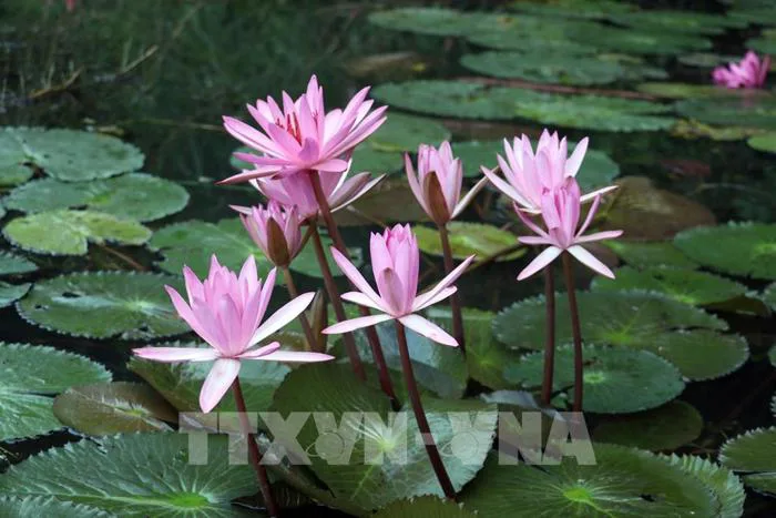 Photo - Chiêm ngưỡng hoa súng tím nở rộ ở Ninh Bình