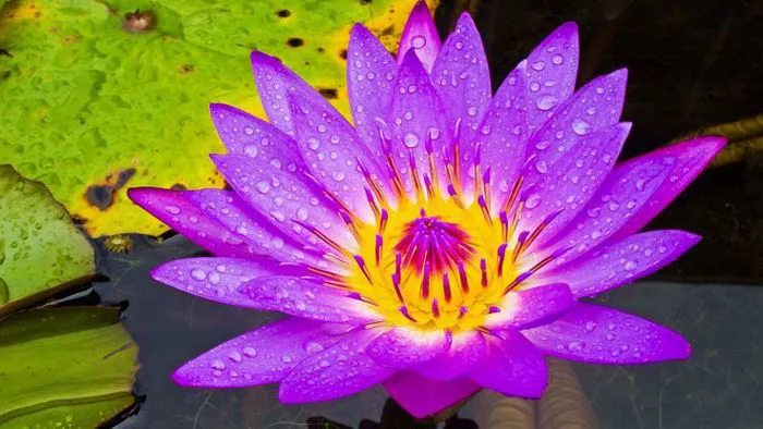 Bộ ảnh hoa súng tím đẹp nhất - Ảnh đẹp hoa súng