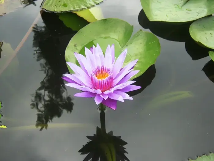 Bộ sưu tập 70 ảnh background hoa súng chất lượng full HD