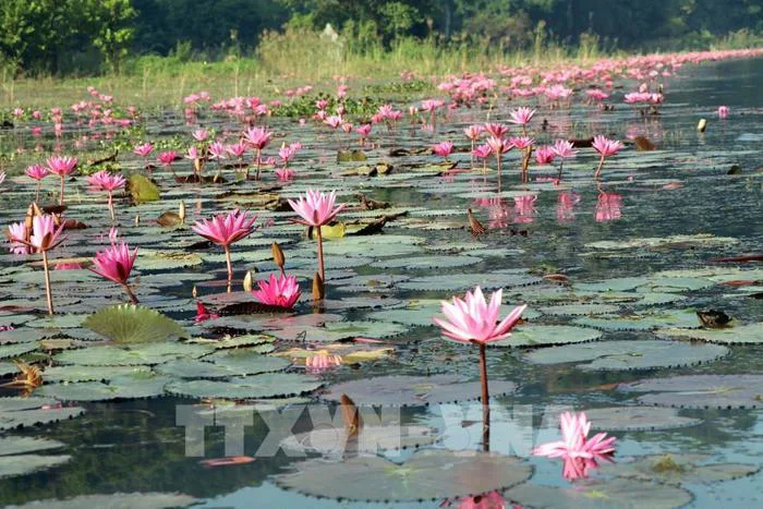 Photo - Chiêm ngưỡng hoa súng tím nở rộ ở Ninh Bình