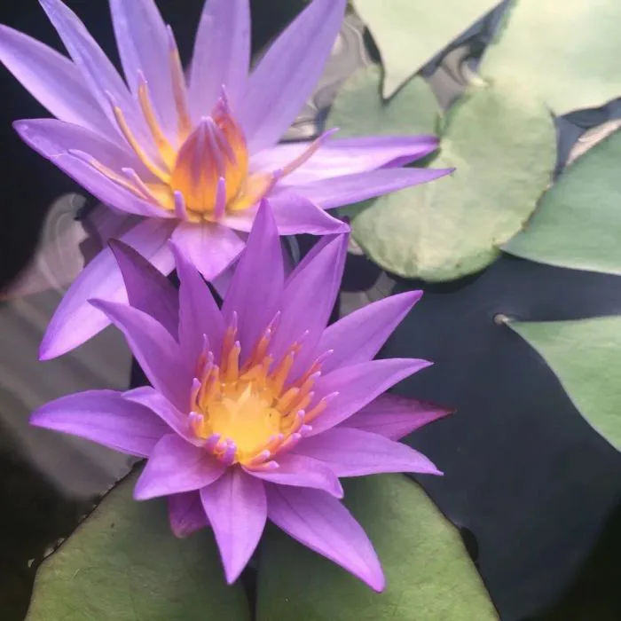 Hình ảnh hoa súng tím tuyệt đẹp