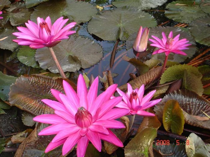Hình ảnh hoa súng tím đẹp