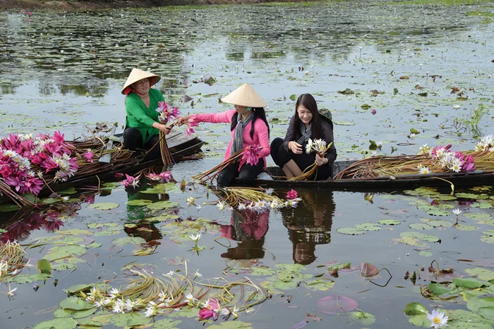 Màu hoa súng tím” - Báo An Giang Online