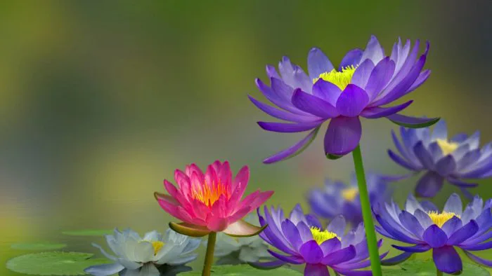 Top 101 Hình ảnh hoa súng tím đẹp nhất