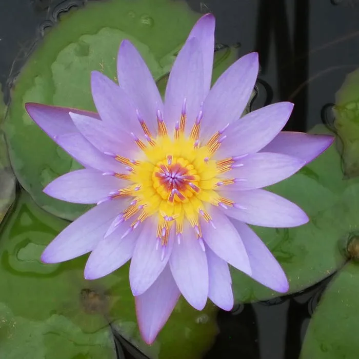 Hình ảnh hoa súng tím đẹp