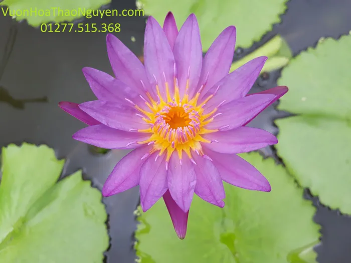 Hình ảnh hoa súng tím đẹp