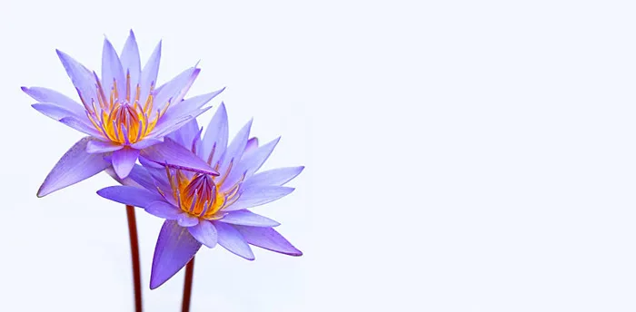 100,000+ Hoa Súng Tím Pictures Ảnh, Ảnh Và Hình Nền Để Tải Về Miễn Phí -  Pngtree