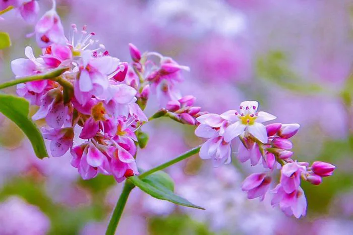 Hoa tam giác mạch: Khám phá vẻ đẹp của loài hoa biểu tượng ở Hà Giang