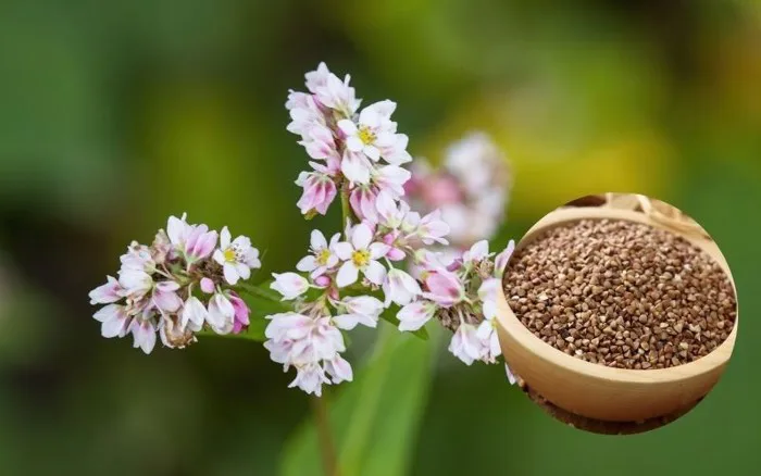 Hoa tam giác mạch là hoa gì và có ăn được không?