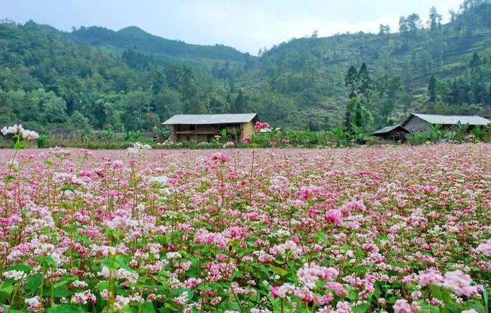Hoa tam giác mạch và ý nghĩa loài hoa có sức lôi cuốn kì diệu