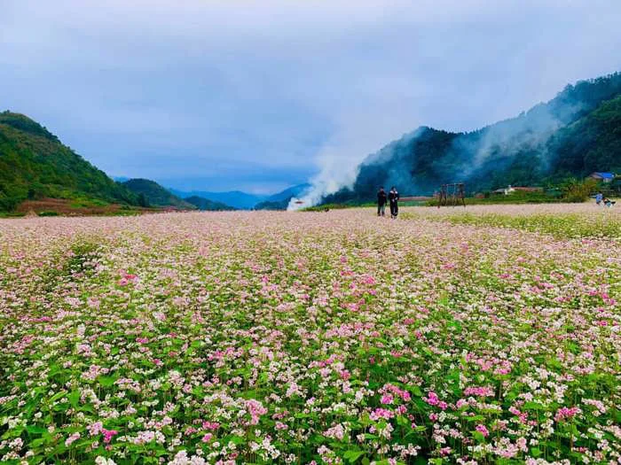 Cánh đồng hoa tam giác mạch: Vẻ đẹp mê hồn ở cao nguyên đá | Green SM