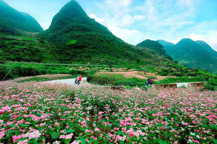 Hoa tam giác mạch: Khám phá vẻ đẹp của loài hoa biểu tượng ở Hà Giang