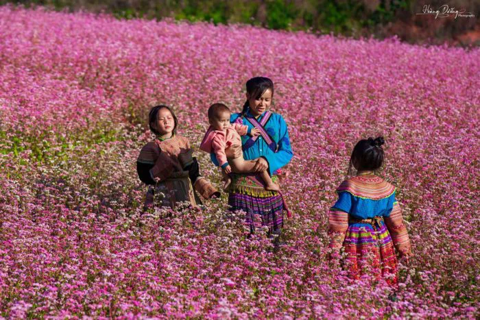 Lịch Nở Hoa Tam Giác Mạch 2025 & Bản Đồ 7 Điểm Ngắm Đẹp Nhất Hà Giang Lịch  Nở Hoa Tam Giác Mạch 2025 & 7 Điểm Ngắm Hoa Đẹp Nhất Hà Giang
