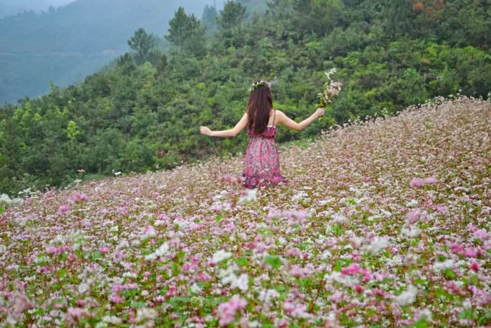 Hoa tam giác mạch nở vào mùa nào, tháng mấy, ở những nơi nào? - Cẩm nang Du  lịch Trong nước
