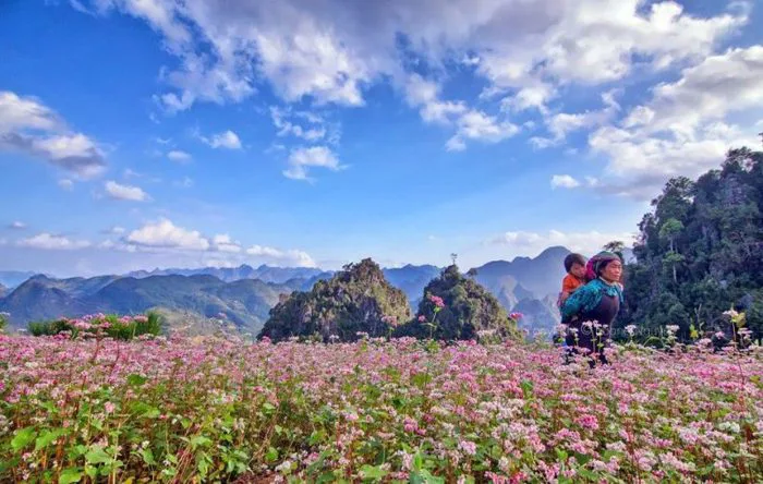 Ngỡ ngàng” trước vẻ đẹp mùa hoa tam giác mạch Đông Bắc
