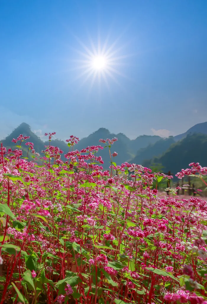 Mùa tam giác mạch nở rộ đẹp mê hồn tại Suôi Thầu - Hà Giang thu hút du  khách thập phương