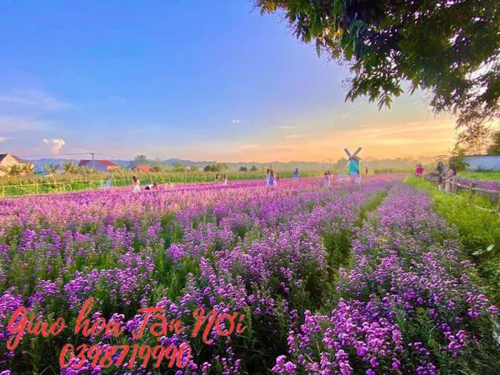 Hoa thạch thảo trắng, tím - Cách cắm hoa thạch thảo tím