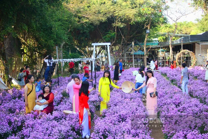 Ngỡ ngàng sắc hoa thạch thảo đẹp mê hồn giữa lòng thành phố