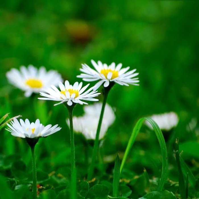 Top 20+ hình ảnh Hoa Thạch Thảo Trắng mang vẻ đẹp thanh tú