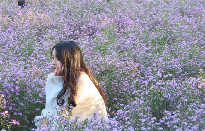 Mê mẩn với vườn thạch thảo tím biếc lần đầu tiên xuất hiện tại Cần Thơ