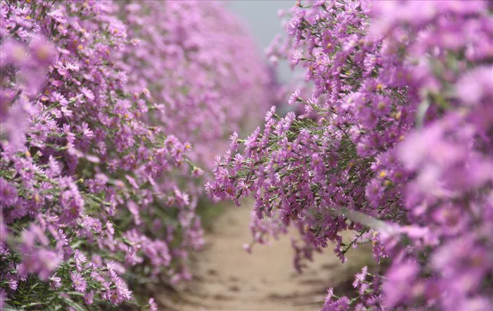 Sống ảo” tại vườn hoa thạch thảo đẹp mê mẩn ở Tây Đô