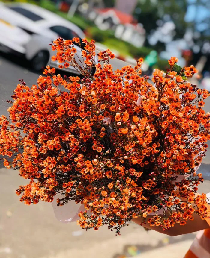 Đặc Điểm Và Ý Nghĩa Của Hoa Thanh Liễu (Chi Tiết Nhất)