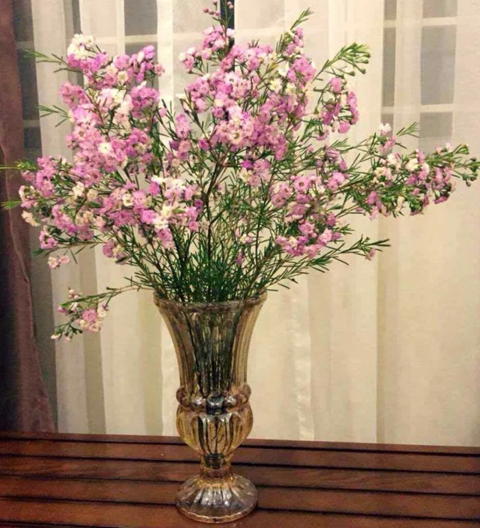 Hoa thanh liễu: Ý nghĩa, đặc điểm, hình ảnh, giá, nguồn gốc