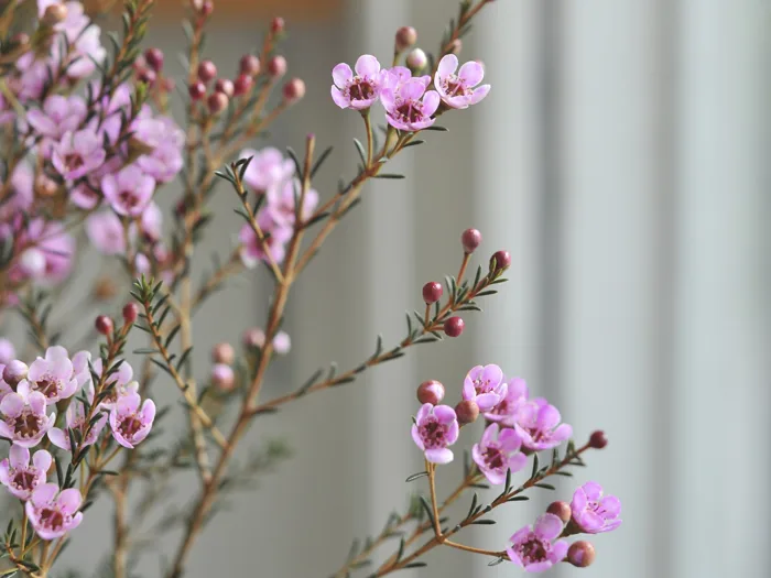 Thanh Liễu (Wax Flower): Tất Tần Tật Điều Thú Vị Ít Ai Biết Về Loại Hoa  Siêu Bền Này - hoa lẻ | hoa tươi cắt cành