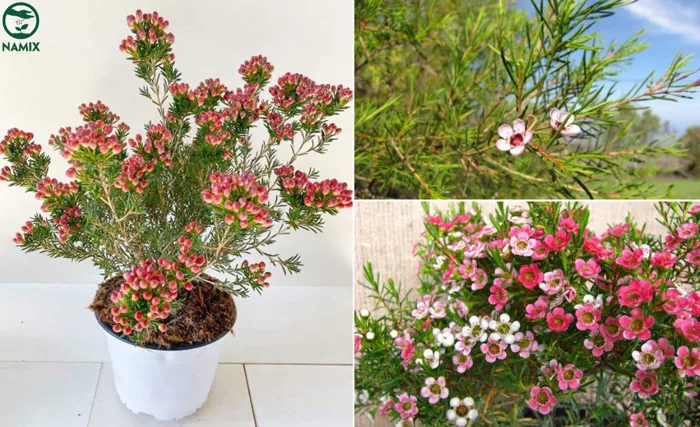 Cây hoa Thanh Liễu - Cách trồng và chăm sóc cây luôn tươi tốt