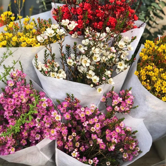 Hoa Thanh Liễu - Nét Đẹp Của Tự Nhiên – dovumart