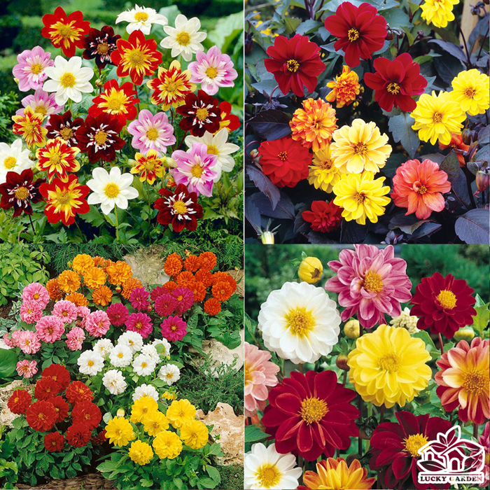 Hình ảnh hoa thược dược đẹp